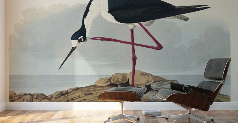 Long-legged Avocet Wall Murals