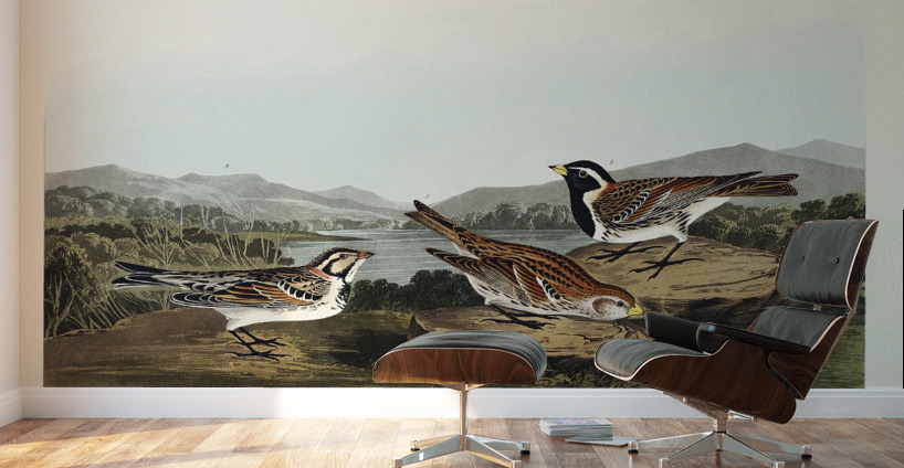Lapland Long-spur Wall Murals