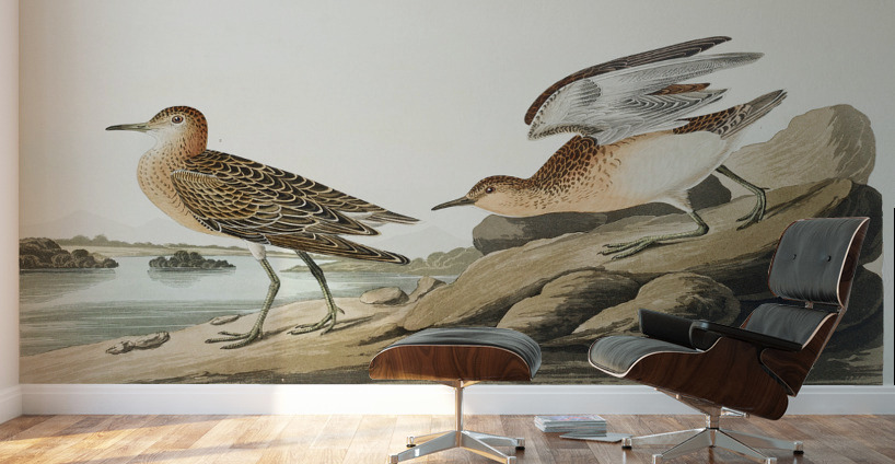 Buff breasted Sandpiper Wall Murals