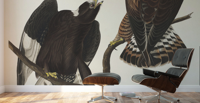 Rough-legged Falcon Wall Murals