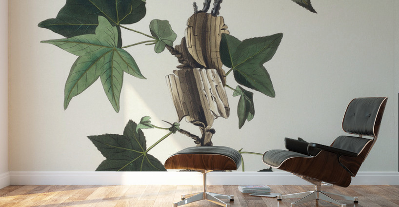 Traills Flycatcher Wall Murals