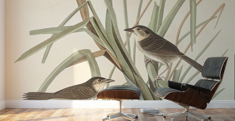 MacGillivrays Finch Wall Murals