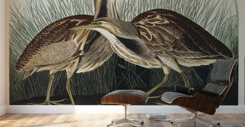 American Bittern Wall Murals