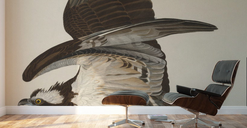 Fish Hawk or Osprey Wall Murals