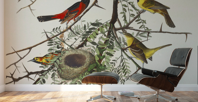 Orchard Oriole Wall Murals