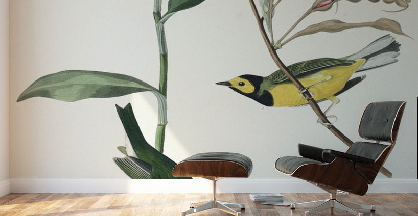 Hooded Warbler Wall Murals