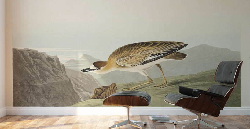Rocky Mountain Plover Wall Murals