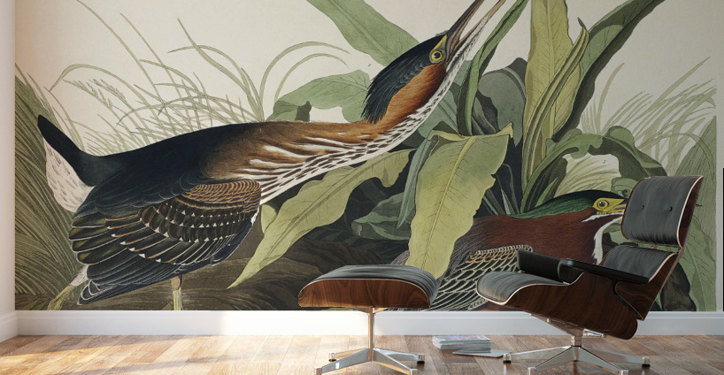 Mango Hummingbird Wall Murals