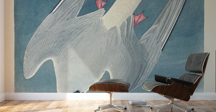 Arctic Tern Wall Murals