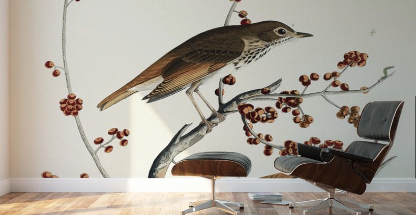 Hermit Thrush Wall Murals