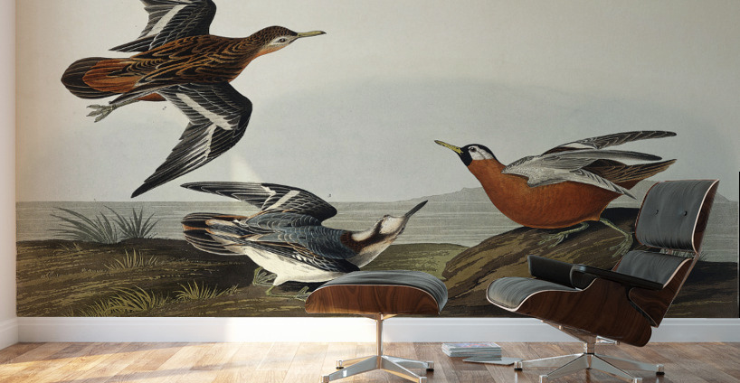 Red Phalarope Wall Murals