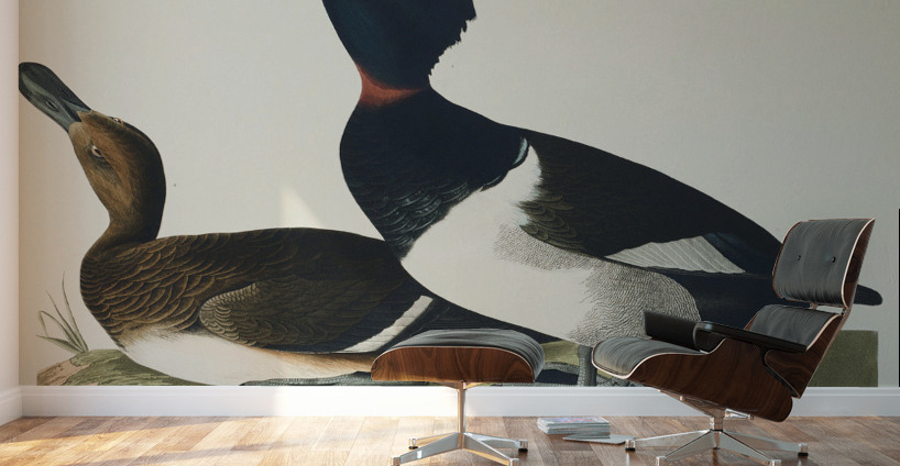 Ring-necked Duck Wall Murals