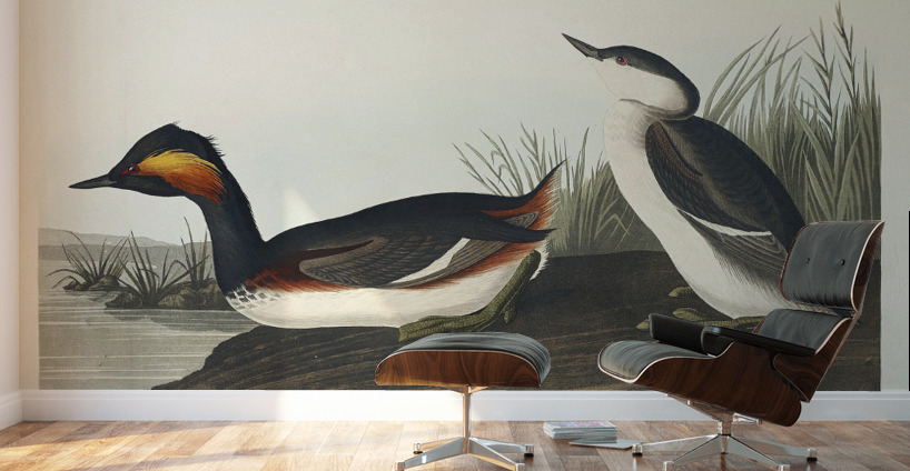 Eared Grebe Wall Murals