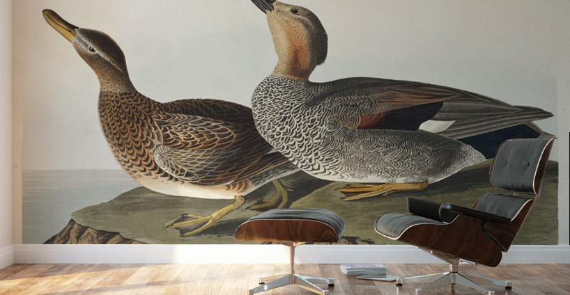 Gadwall Duck Wall Murals