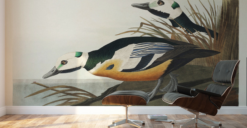 Western Duck Wall Murals