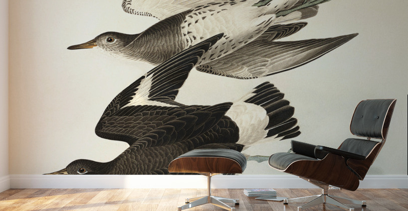 Townsends Sandpiper Wall Murals