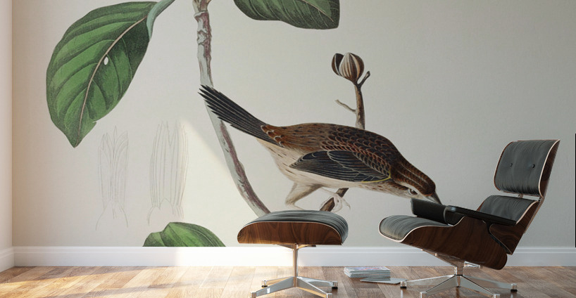 Bachmans Finch Wall Murals