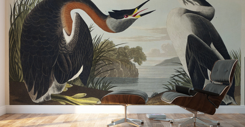 Red-necked Grebe Wall Murals