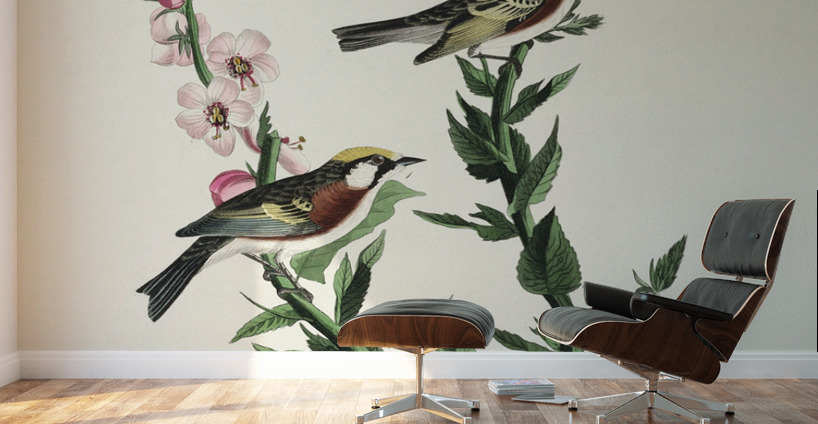 Chestnut-sided Warbler Wall Murals