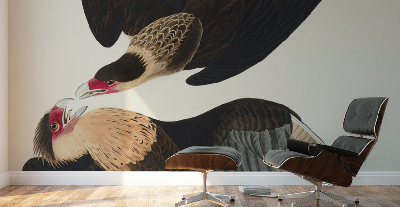 Brasilian Caracara Eagle Wall Murals