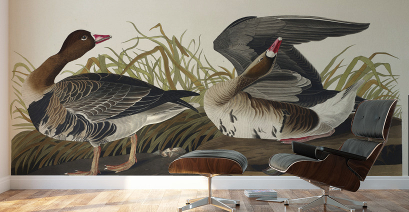 White-fronted Goose Wall Murals