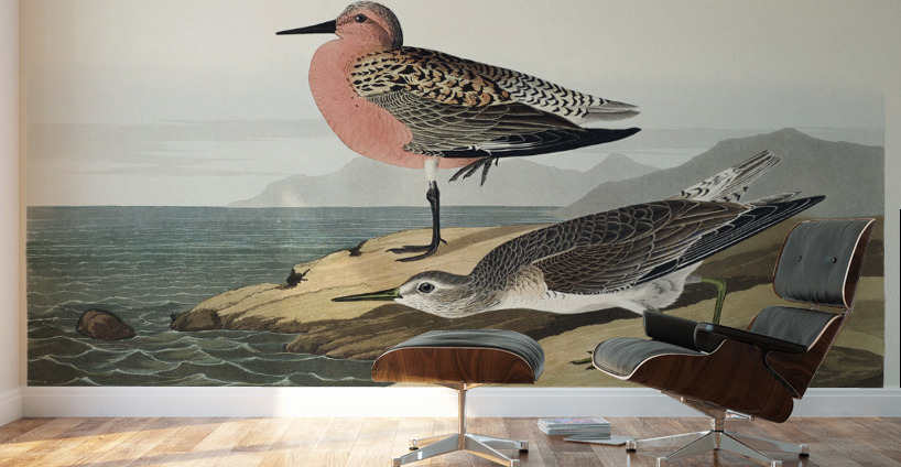 Red-breasted Sandpiper Wall Murals