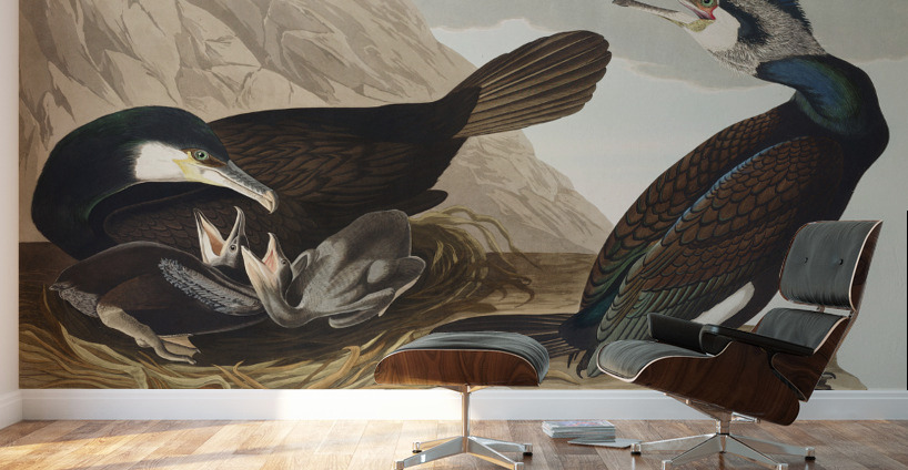 Common Cormorant Wall Murals