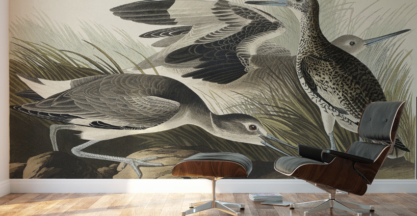 Semipalmated Snipe or Willet Wall Murals