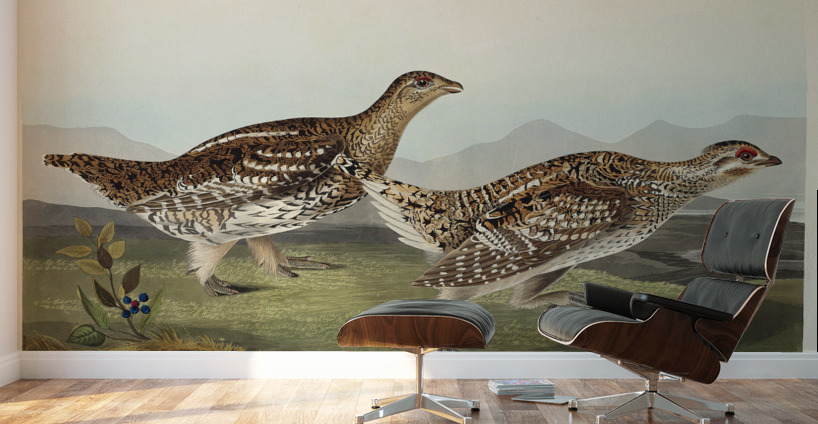 Sharp-tailed Grouse Wall Murals