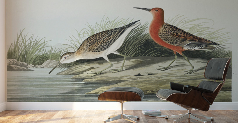 Pigmy curlew Wall Murals