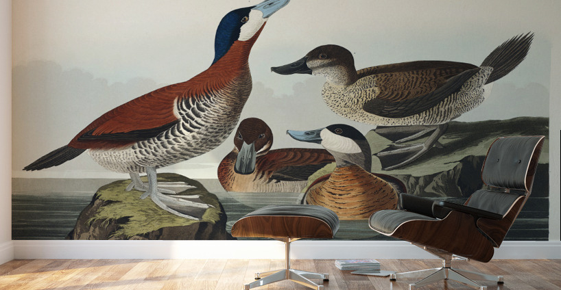 Ruddy Duck Wall Murals