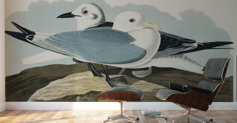 Kittiwake Gull Wall Murals