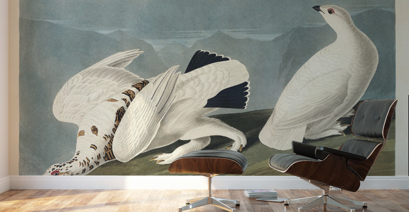 American Ptarmigan and White-tailed Grous Wall Murals