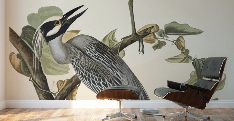 Yellow-Crowned Heron Wall Murals