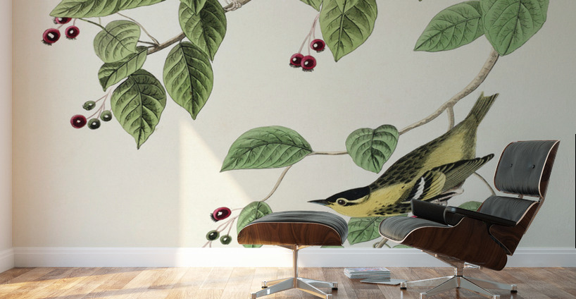 Carbonated Warbler Wall Murals