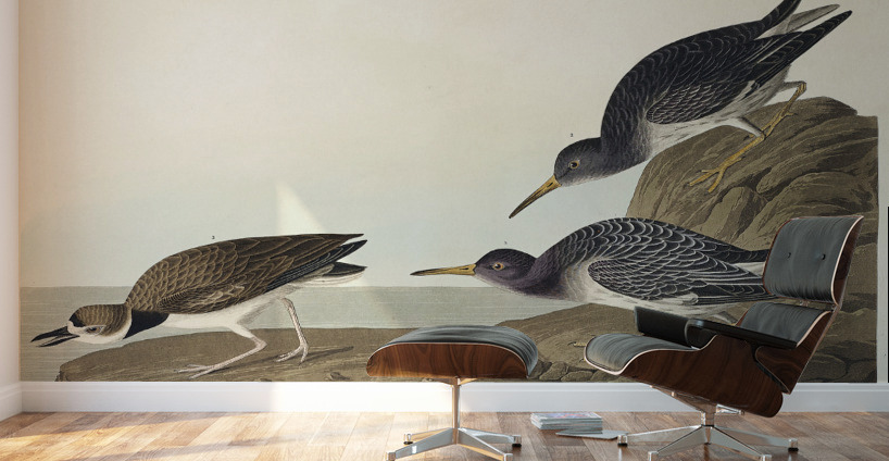 Purple Sandpiper Wall Murals