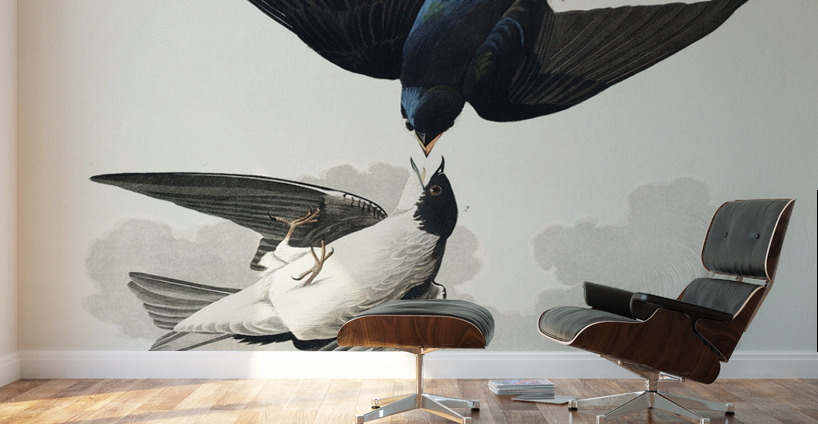 White-bellied Swallow Wall Murals