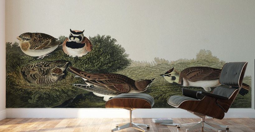 Shore Lark Wall Murals