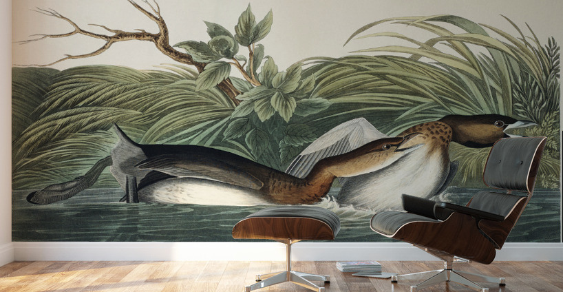 American Pied-billed Wall Murals