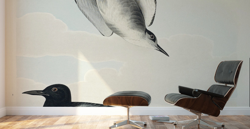 Black Tern Wall Murals