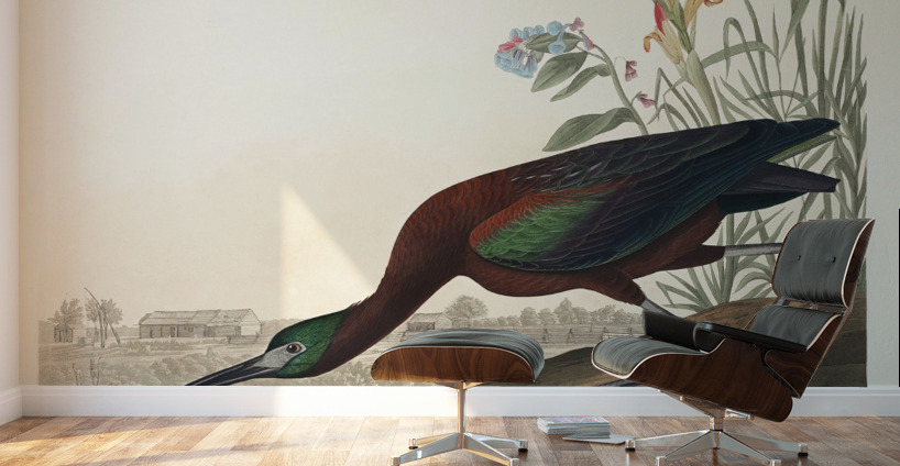 Glossy Ibis Wall Murals