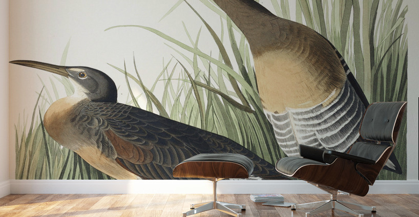 Salt Water Marsh Hen Wall Murals