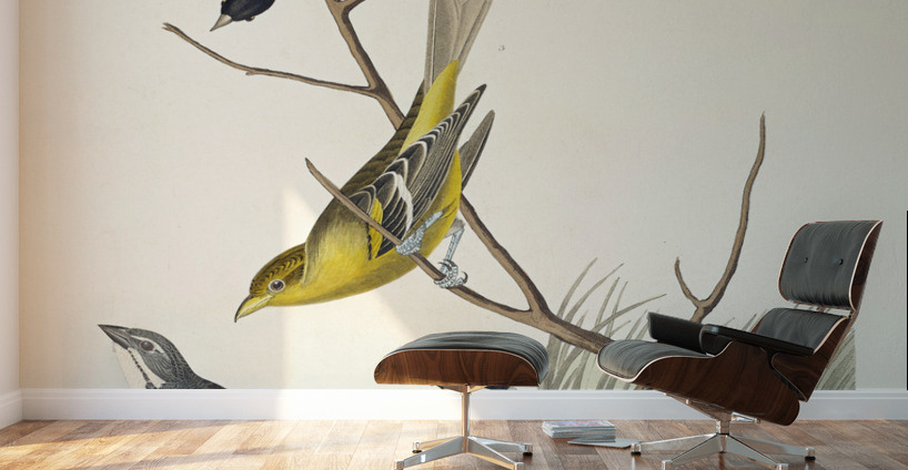 Arkansaw Siskin Mealy Red-poll Louisiana Tanager Townsends Bunting and Buff-breasted Finch Wall Murals