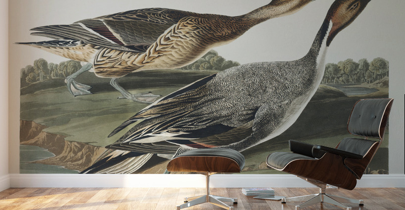 Pin-Tailed Duck Wall Murals