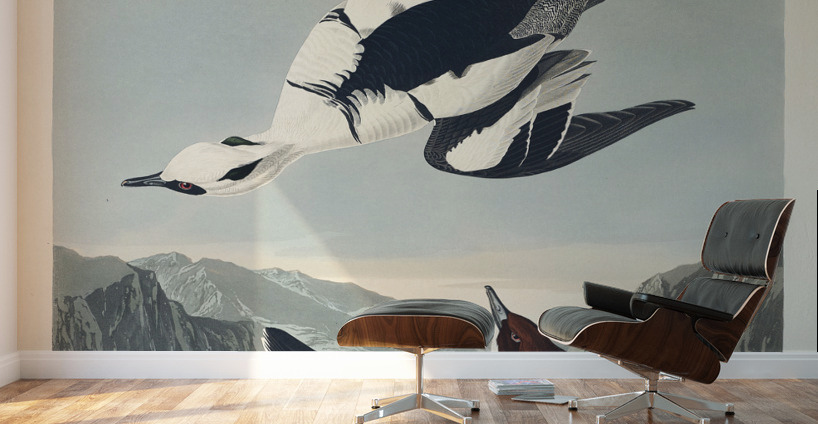 Smew or White Nun Wall Murals