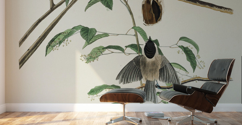 Carolina Titmouse Wall Murals
