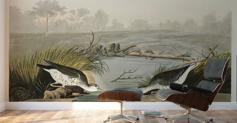 Spotted Sandpiper Wall Murals