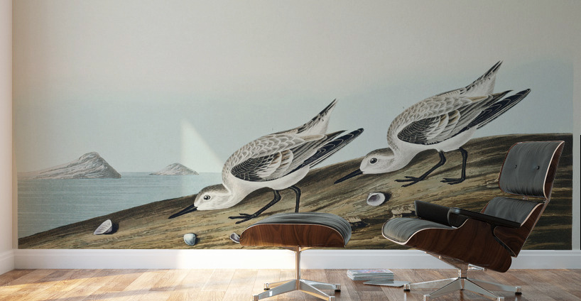 Sanderling Wall Murals