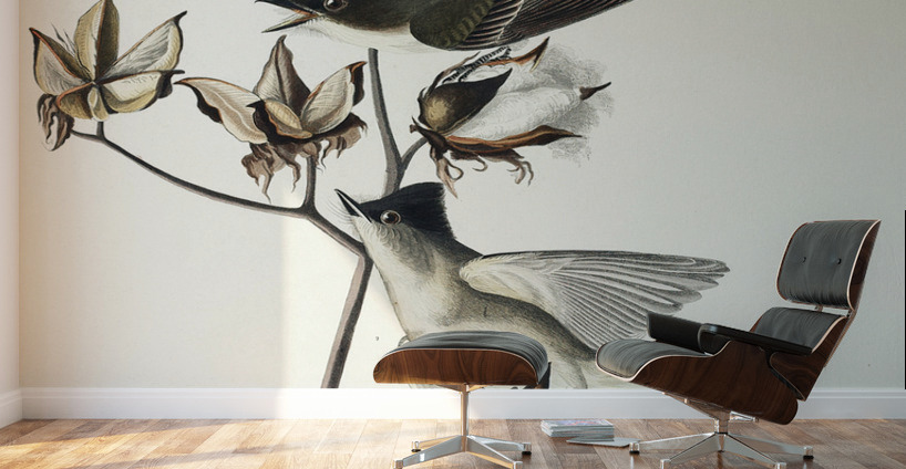 Pewit Flycatcher Wall Murals