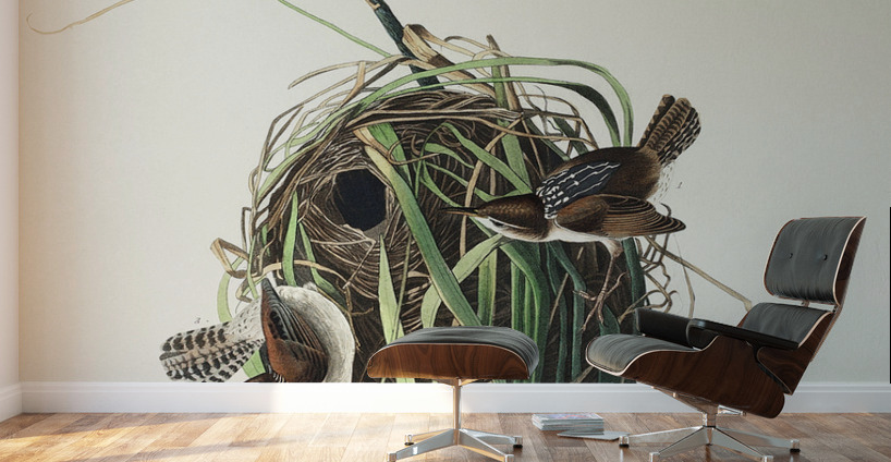 Marsh Wren Wall Murals